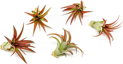 5 Pack Air Plants Red Abdita Tillandsia - Medium Air Plants Live Variety Pack - Live Succulent House Plants - Home Holders and Garden Decor - Easy Care Indoor and Outdoor Air Plant