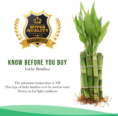 - Live Indoor Lucky Bamboo 6 Inch Bundle of 10 Stalks - Live Indoor Houseplants for Home Decor, Floral Arrangements, and Feng Shui - Good Luck Plant