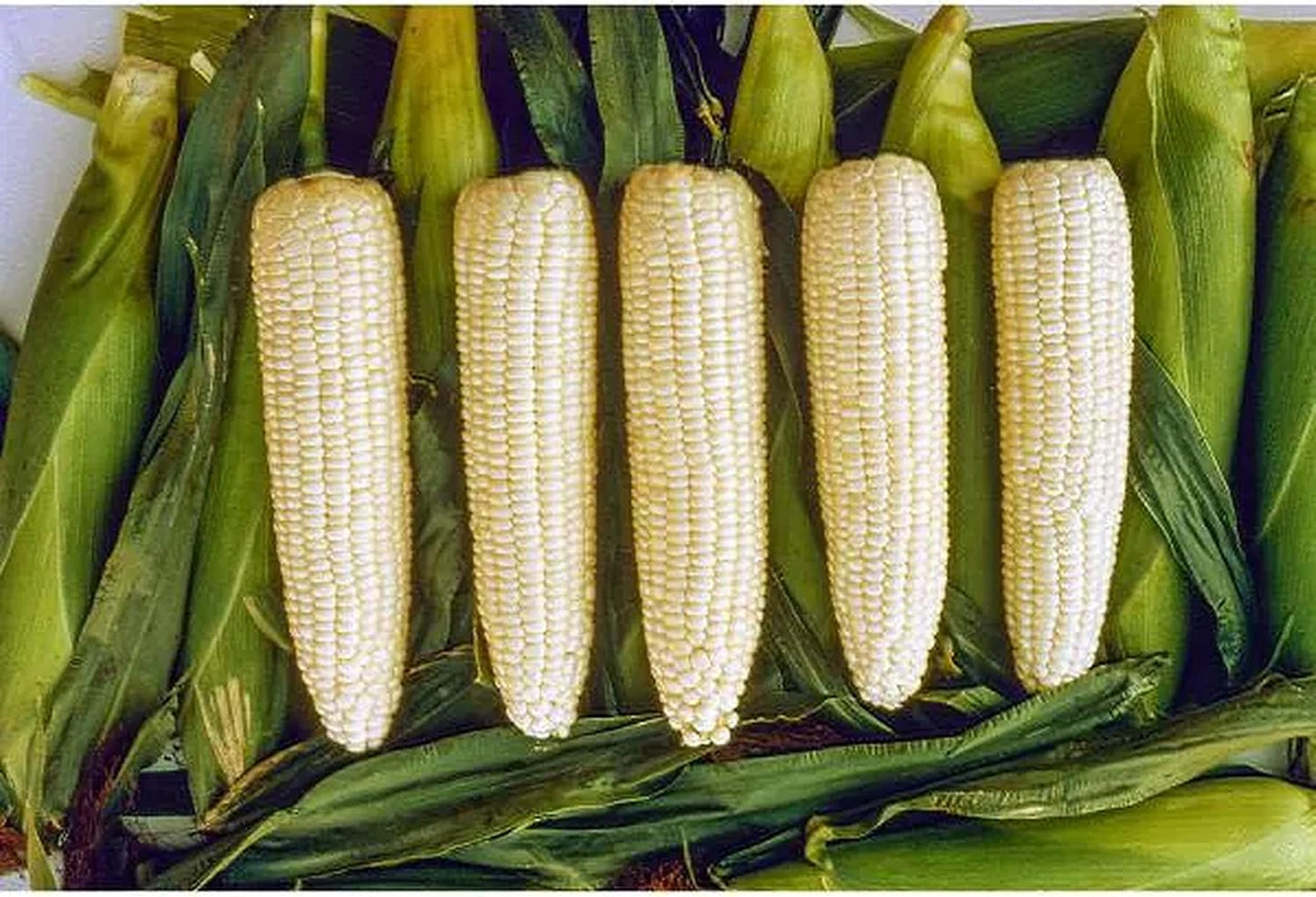 Silver Queen Corn Seeds for Planting Outdoors, 200+ Heirloom Zea Mays Bulk Seeds ( White )