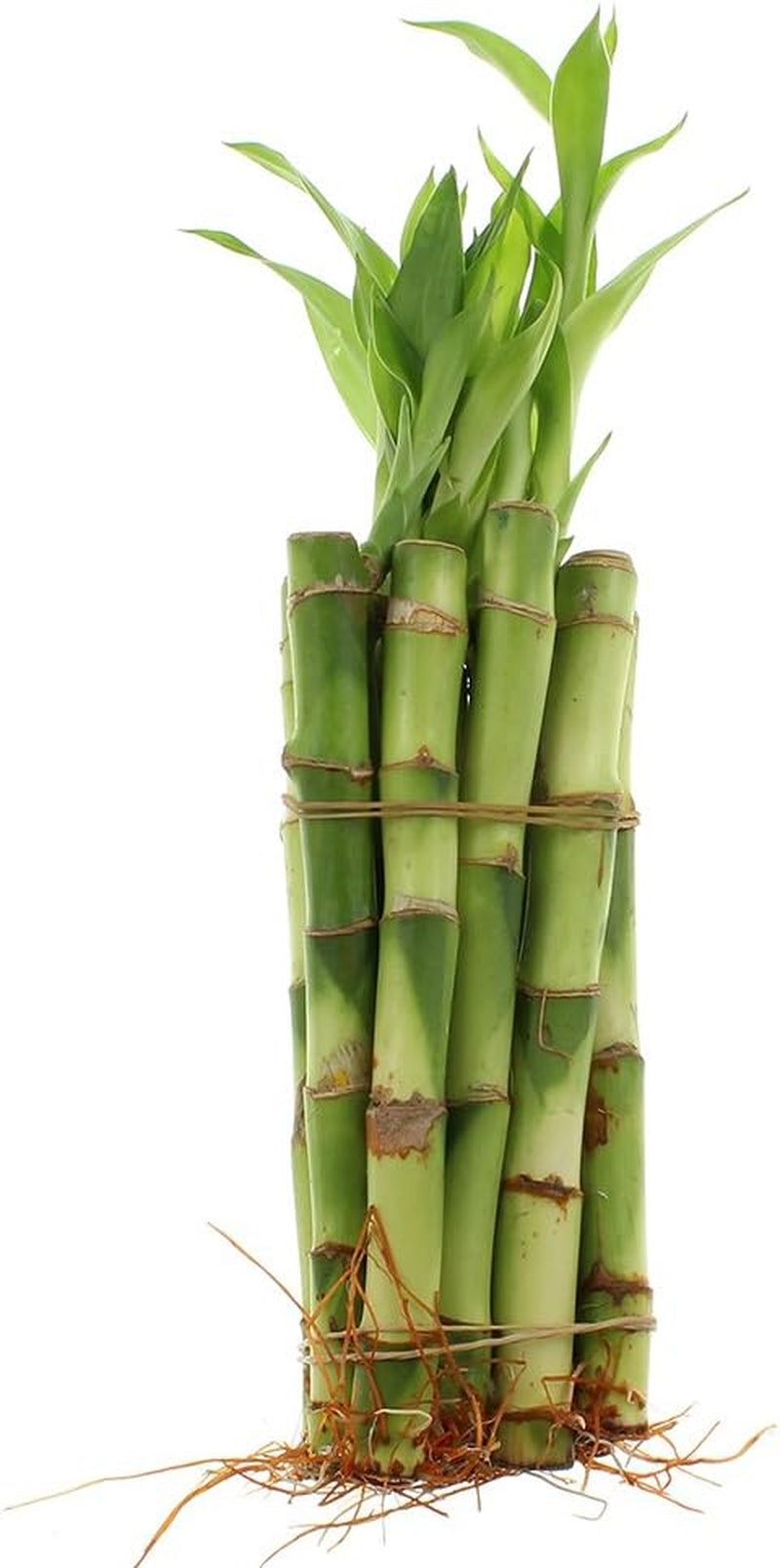 - Live Indoor Lucky Bamboo 6 Inch Bundle of 10 Stalks - Live Indoor Houseplants for Home Decor, Floral Arrangements, and Feng Shui - Good Luck Plant