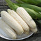 Silver Queen Corn Seeds for Planting Outdoors, 200+ Heirloom Zea Mays Bulk Seeds ( White )