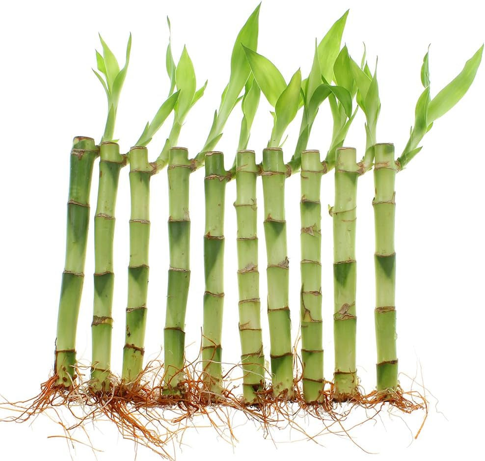 - Live Indoor Lucky Bamboo 6 Inch Bundle of 10 Stalks - Live Indoor Houseplants for Home Decor, Floral Arrangements, and Feng Shui - Good Luck Plant