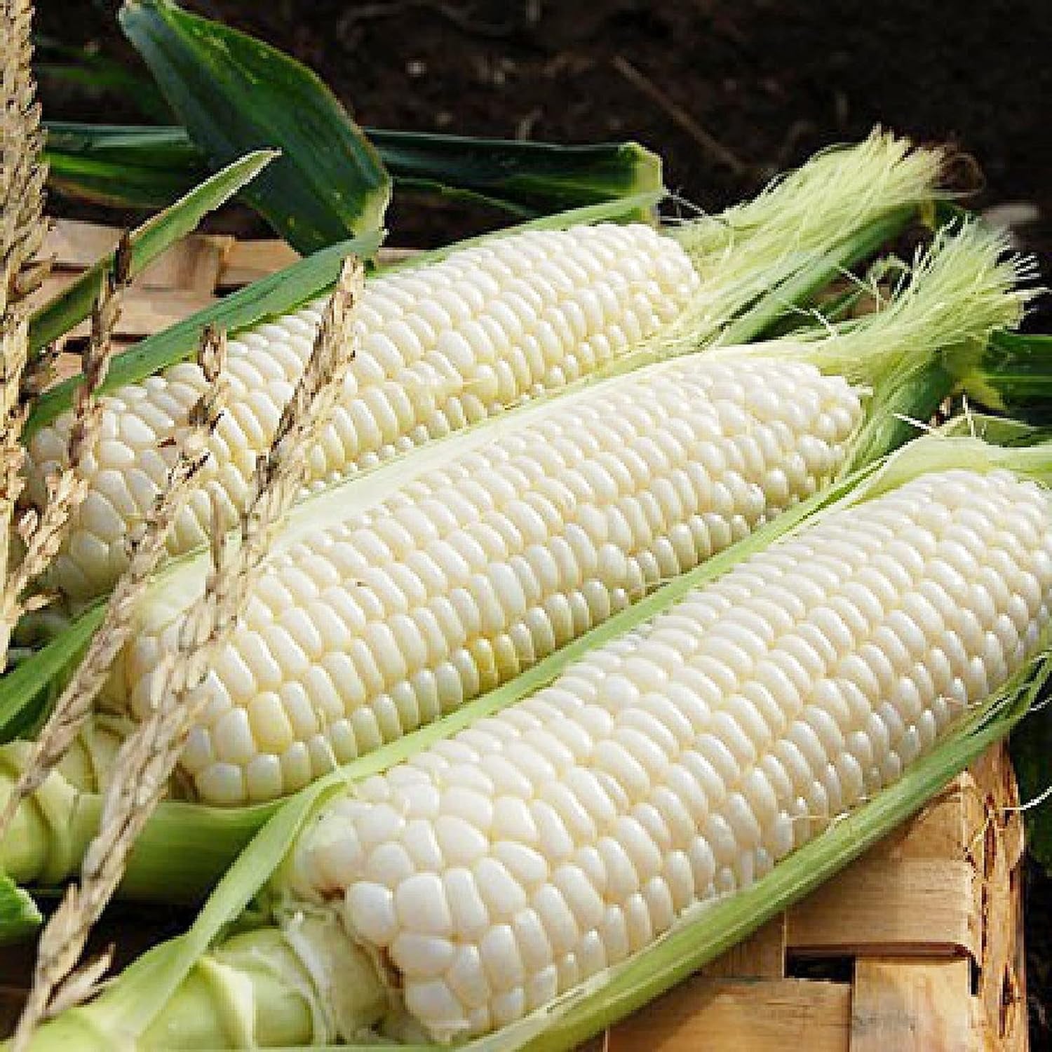 Silver Queen Corn Seeds for Planting Outdoors, 200+ Heirloom Zea Mays Bulk Seeds ( White )