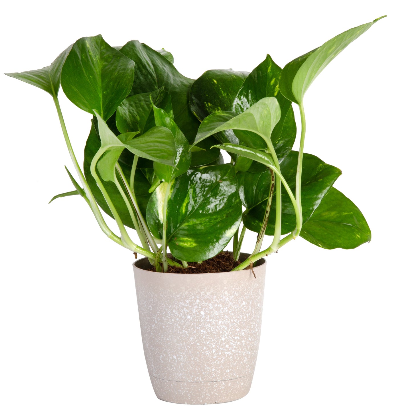 8" Tall Golden Pothos, Medium Indirect Sunlight, Indoor Live House Plants, Décor Pot