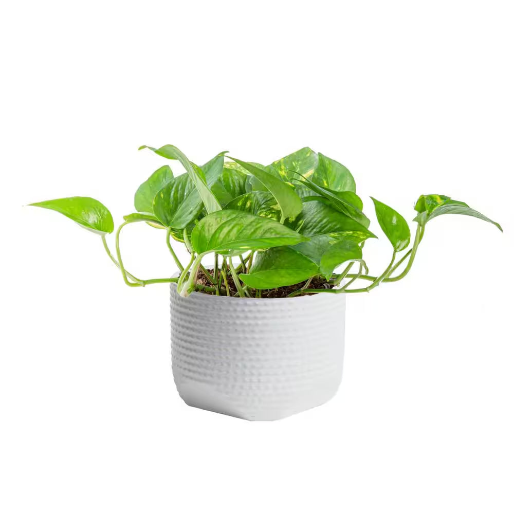 Pothos Indoor Plant in 6 In. White Ceramic Planter, Avg. Shipping Height 1-2 Ft. Tall