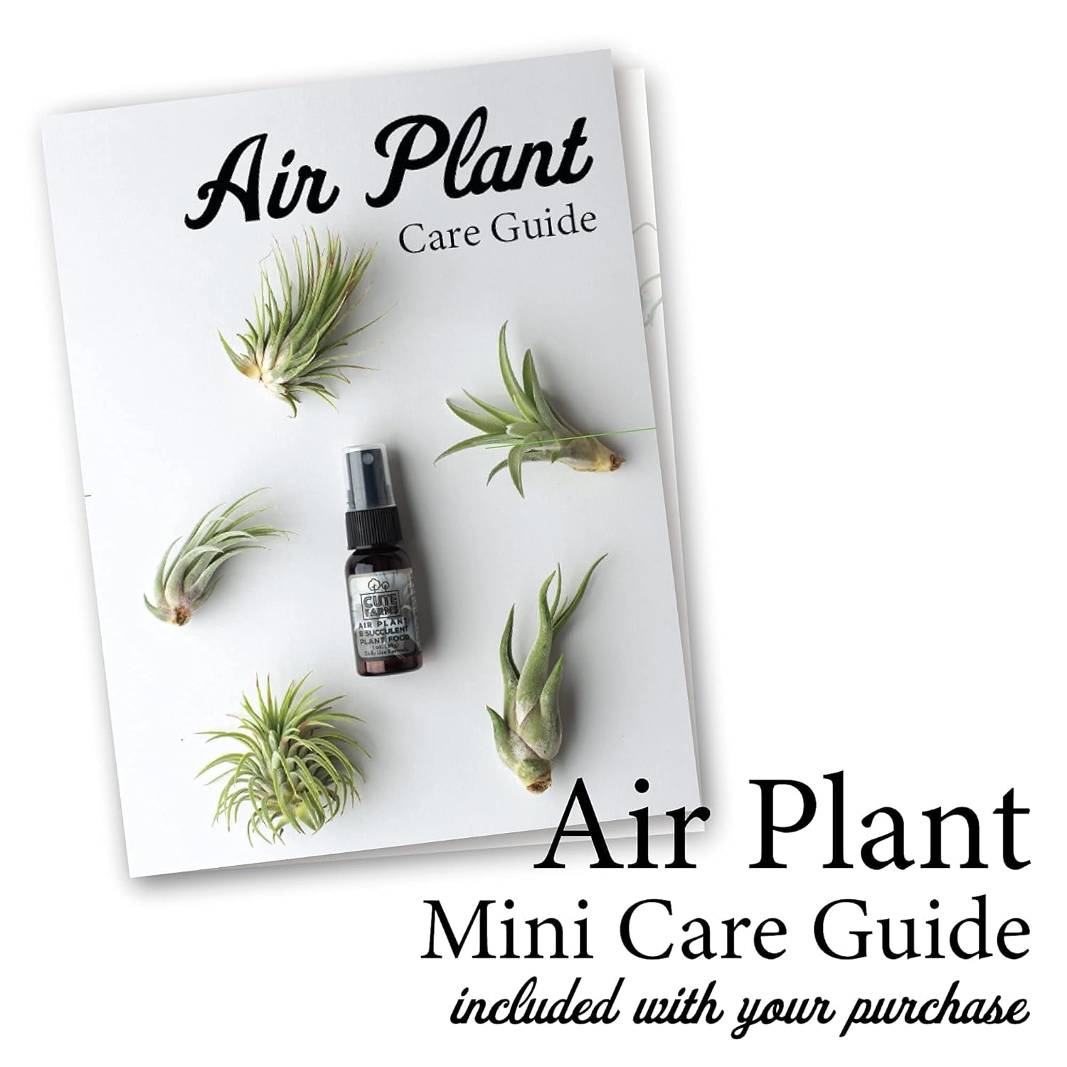 Tillandsia Air Plant Fertilizer | Gentle Weekly Use Formula Plant Food with Care Guide | Formulated Nutrients for Air Plants (Two - 8 Oz. Spray Bottle)