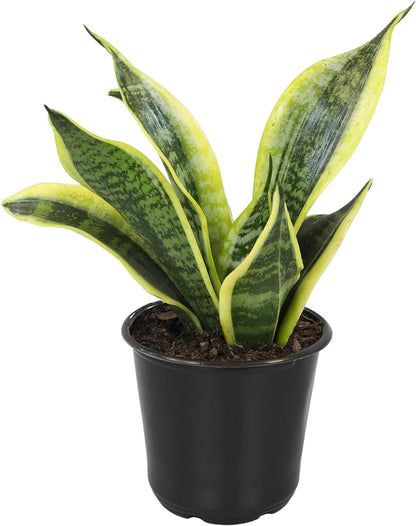 Live Snake Plant, Sansevieria Trifasciata Superba, Fully Rooted Indoor House Plant in Pot, Mother in Law Tongue Sansevieria Plant, Potted Succulent Plant, Houseplant in Potting Soil by