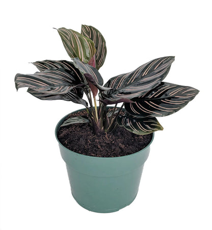 Pin Stripe Prayer Plant - Calathea Ornata - Easy House Plant - 4" Pot-Live Plant