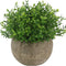 Mini Plastic Faux Plants in Pot/Small Topiary Shrubs Fake Greenery for Bathroom, House Decorations (Green Grass)